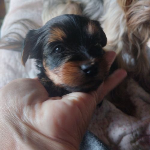 Magnifique chiot yorkshire non lof très câlins #1