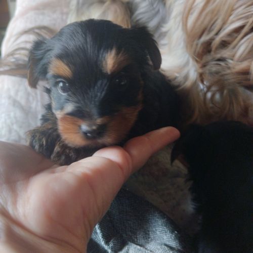 Magnifique chiot yorkshire non lof très câlins #0