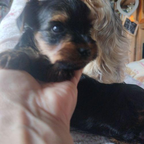 Magnifique chiot yorkshire non lof très câlins #3