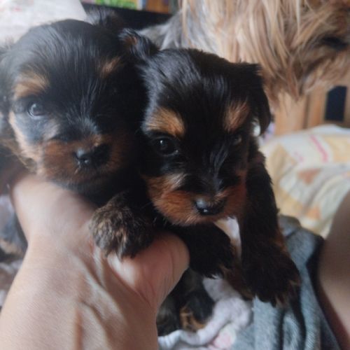 Magnifique chiot yorkshire non lof très câlins #5