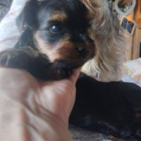Magnifique chiot yorkshire non lof très câlins #3