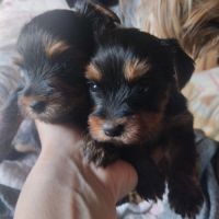 Magnifique chiot yorkshire non lof très câlins #4