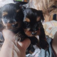 Magnifique chiot yorkshire non lof très câlins #5
