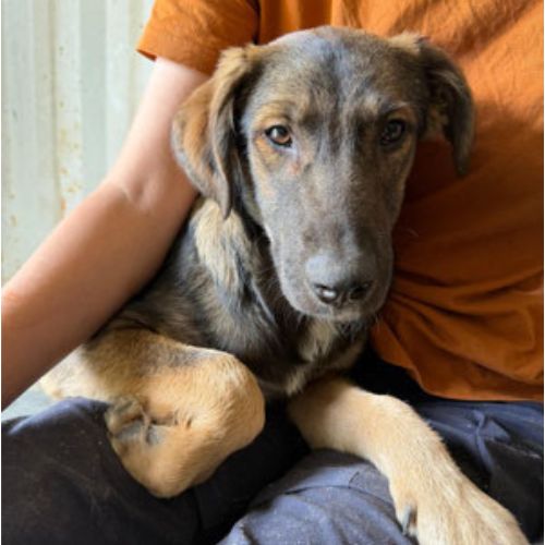 Roman petit chiot de roumanie #3
