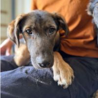 Roman petit chiot de roumanie #2