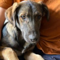 Roman petit chiot de roumanie #4
