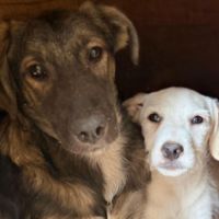 Roman petit chiot de roumanie #5