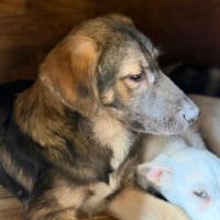 Roman petit chiot de roumanie #6