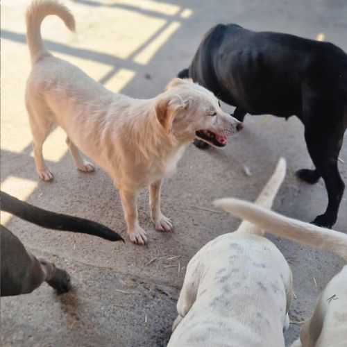 Sweety toute sa vie en refuge en roumanie #2