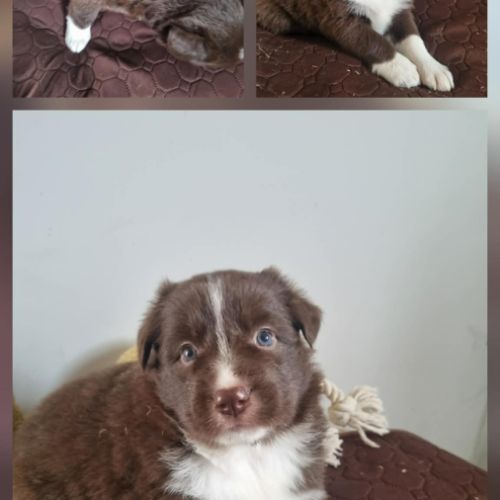 Magnifique chiots border collie