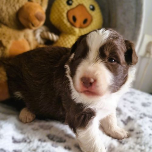 Magnifique chiots border collie #3