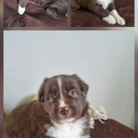 Magnifique chiots border collie
