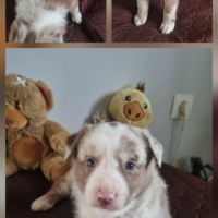 Magnifique chiots border collie