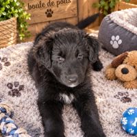 Magnifique chiots border collie