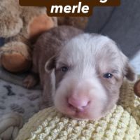 Magnifique chiots border collie
