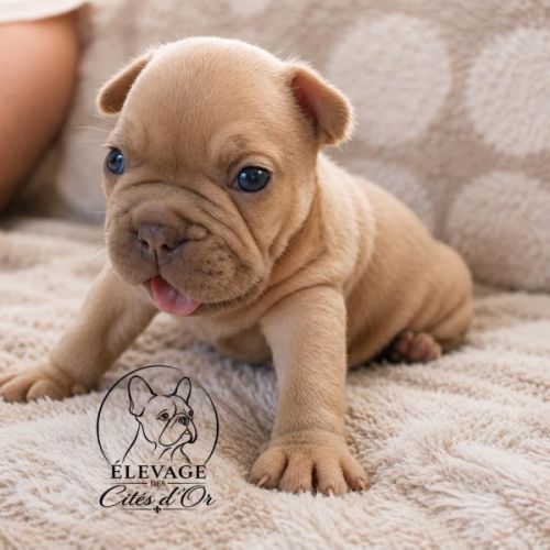 Magnifiques chiots bouledogues français exo #0