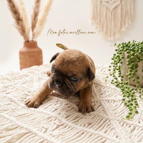 Magnifiques chiots bouledogues français exo #4