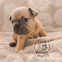 Magnifiques chiots bouledogues français exo #2