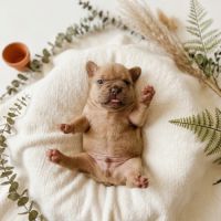 Magnifiques chiots bouledogues français exo #2