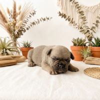 Magnifiques chiots bouledogues français exo #3