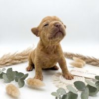Magnifiques chiots bouledogues français exo #5