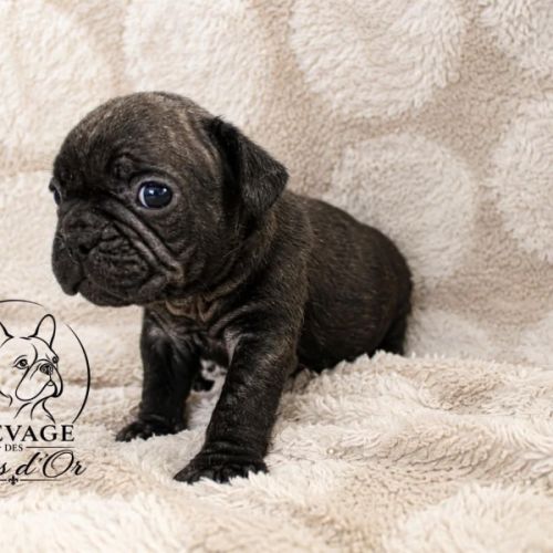 Disponible chiots bouledogues français #1