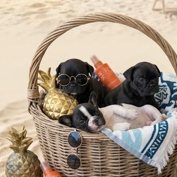 À réserver chiots bouledogues français #0