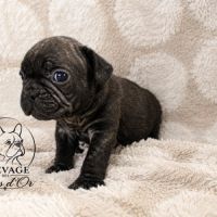 Disponible chiots bouledogues français #1