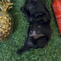 À réserver chiots bouledogues français #2