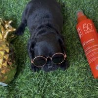 À réserver chiots bouledogues français #3