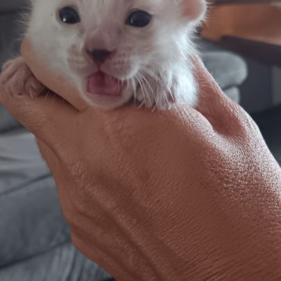 Chaton bengal #2