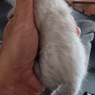 Chaton bengal #4