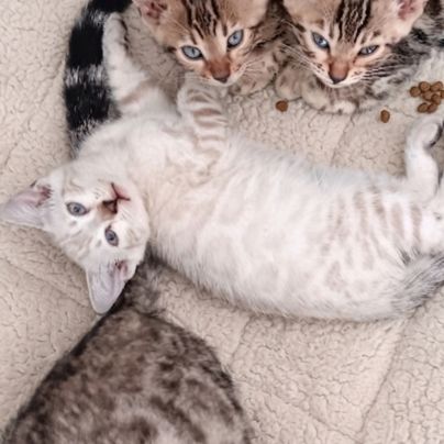 Chaton bengal #5