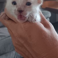 Chaton bengal #2