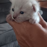 Chaton bengal