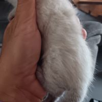 Chaton bengal #4