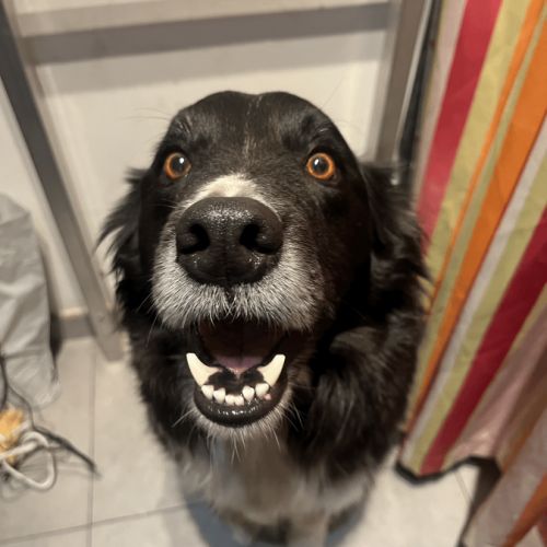 À la recherche d’un nouveau foyer pour mon chien #2