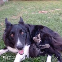 À la recherche d’un nouveau foyer pour mon chien #1