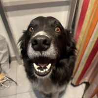 À la recherche d’un nouveau foyer pour mon chien #2