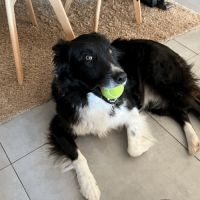 À la recherche d’un nouveau foyer pour mon chien