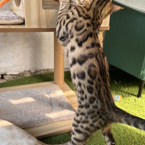 Sublimes chatons bengal loof snow et brown #0