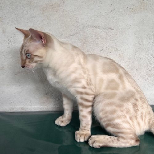 Sublimes chatons bengal loof snow et brown #2