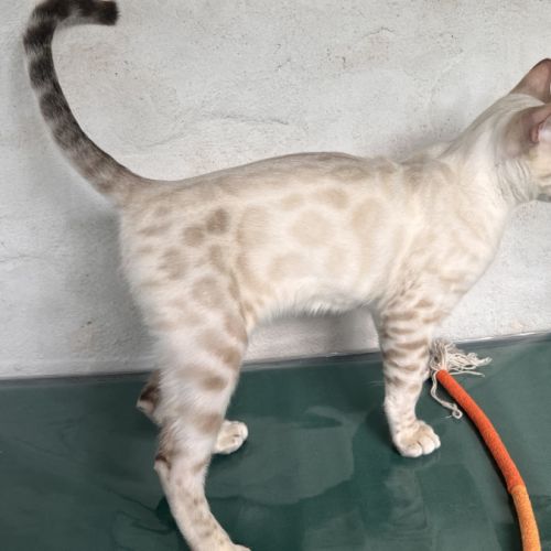 Sublimes chatons bengal loof snow et brown #3