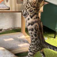 Sublimes chatons bengal loof snow et brown