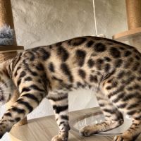 Sublimes chatons bengal loof snow et brown #4