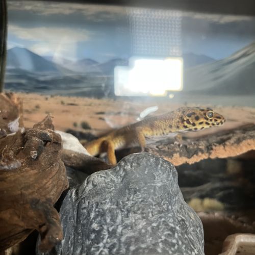 Gecko léopard 1 an #2
