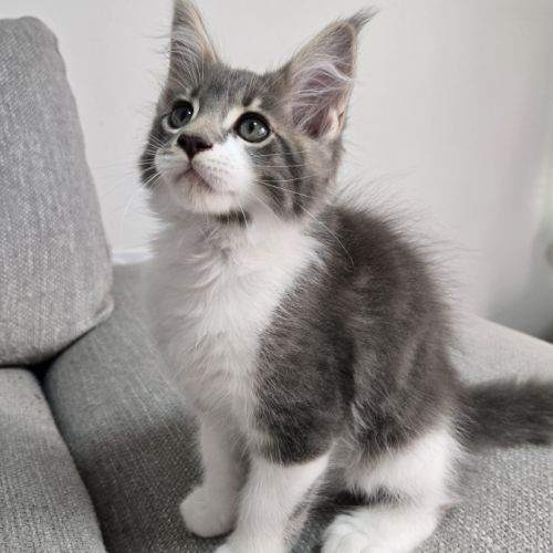 Deux magnifiques chatons maine coon loof #1
