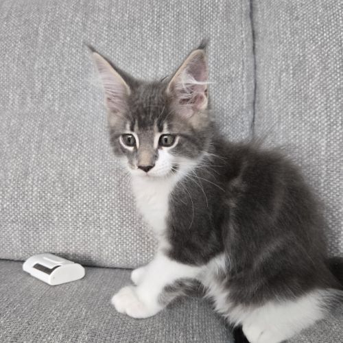 Deux magnifiques chatons maine coon loof #2
