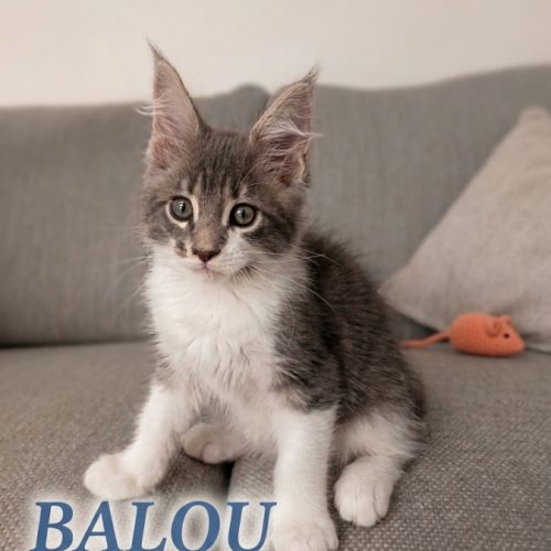 Deux magnifiques chatons maine coon loof #0