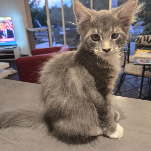 Deux magnifiques chatons maine coon loof #4